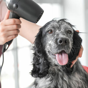 Pet Fur Grooming – Importance, Mistakes, and Tips