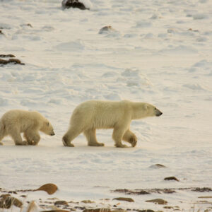 Polar Bear Tours – Tips to Choose One and What to Pack