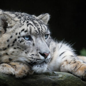 Snow leopard