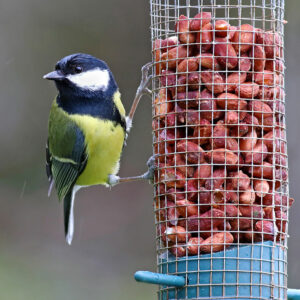Top 5 foods to feed wild birds