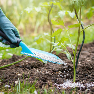 Tomato Fertilizers – Uses, Benefits, and Costs
